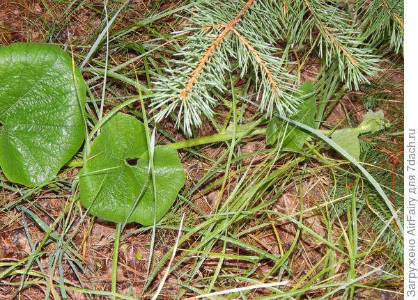 Вторая завязь (под усом), 21.07.2021