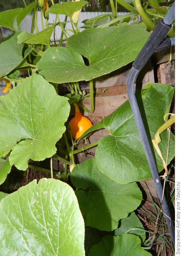 Четвертая завязь, 26.08.2021