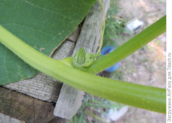 Первые бутоны, 09.07.2021 г.