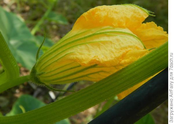 Первое цветение, 03.08.2021