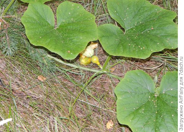 Пятая завязь, 26.08.2021