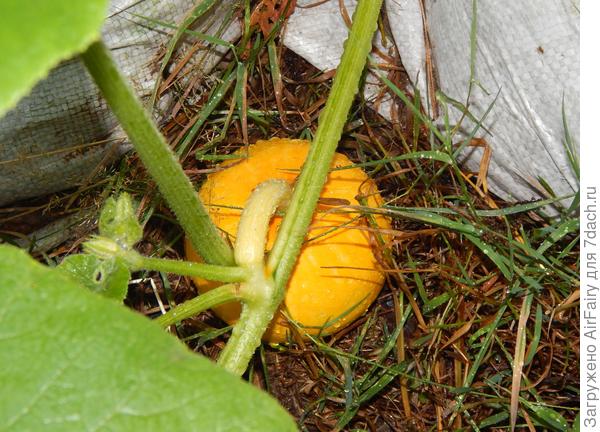 Впоследствии единственный плод, 21.07.2021