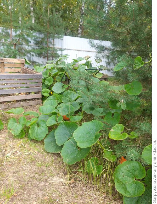 Тыквенно-лесной колорит, 08.09.2021