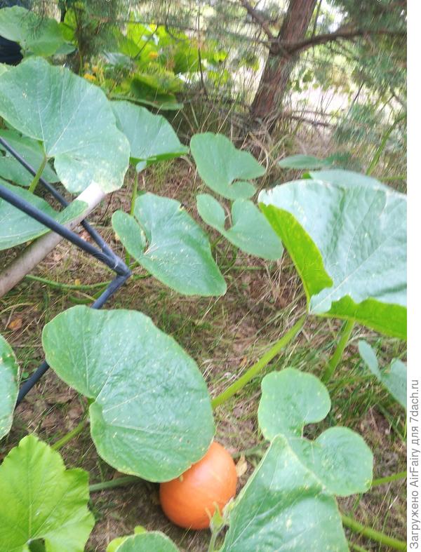 Вторая завязь, 8.09.2021