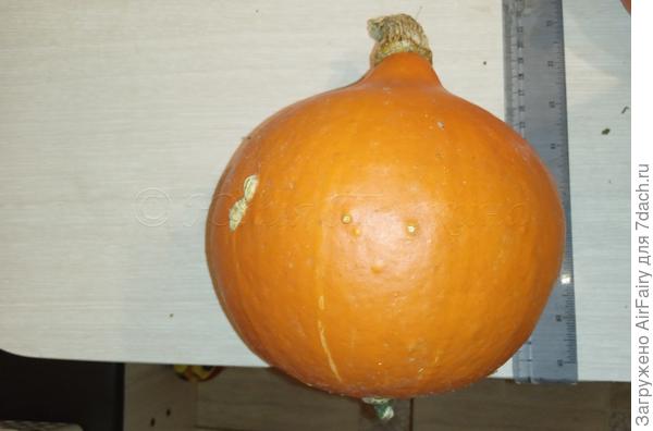 Самый крупный в рост