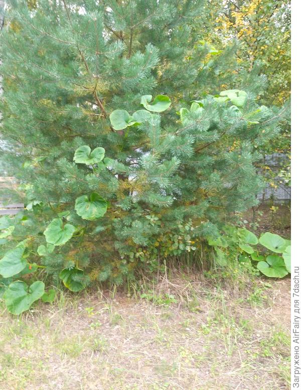 Тыква на компостном троне, 12.09.2021