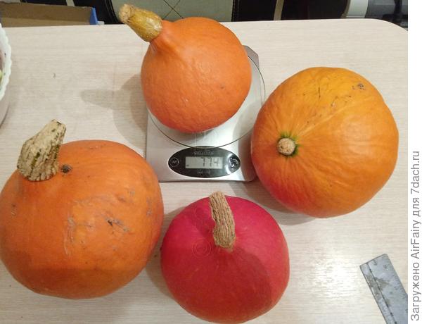 Вес малышки: