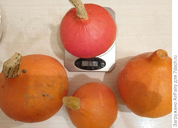 Тыковки в сборе