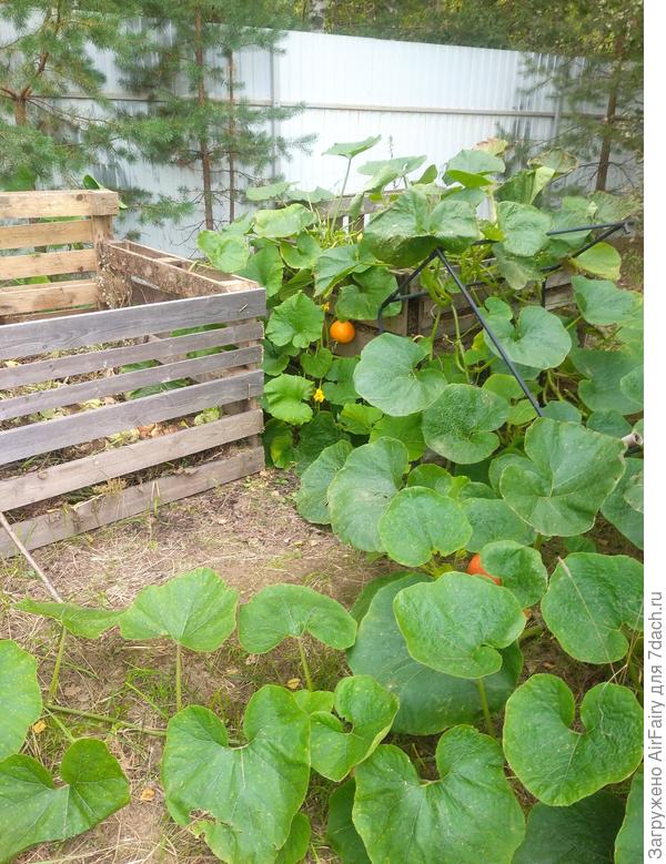 Четвертая завязь, 08.09.2021