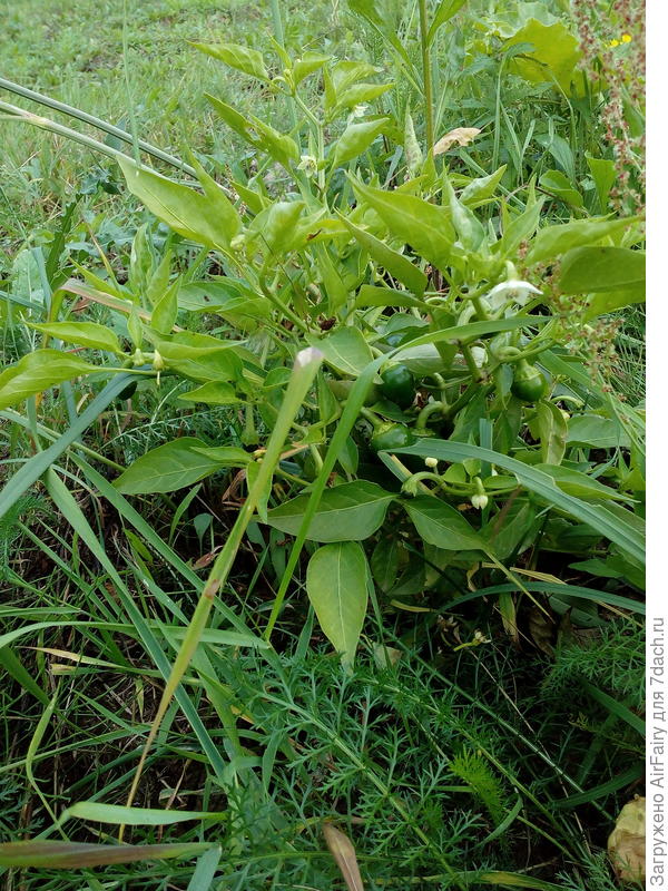 Декоративный остренький малыш в целине (первый год освоения)