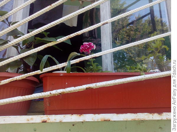 Это мой единственный деревенский балконный опыт. Слева - перец.