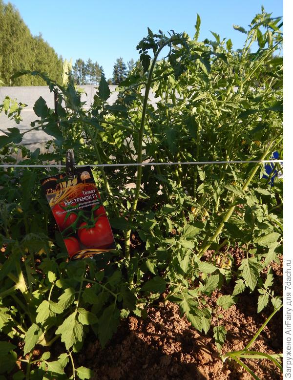 Томат "Быстренок" (#167/1), 6.07.2021
