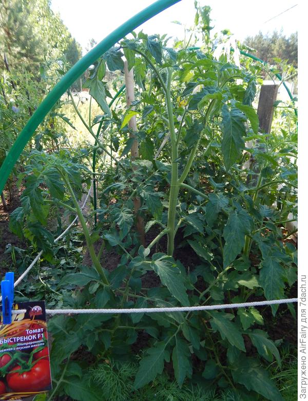 Томат "Быстренок F1" (#167/3), 12.07.2021