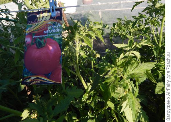 Томат "Мегадор"(#156/3): цветение - 6.07.2021