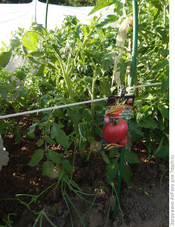 Томат "Мегадор" (#156/5), 6.07.2021