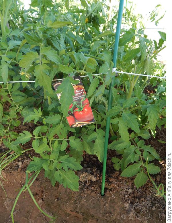 Томат "Быстренок F1" (#167/2), 6.07.2021