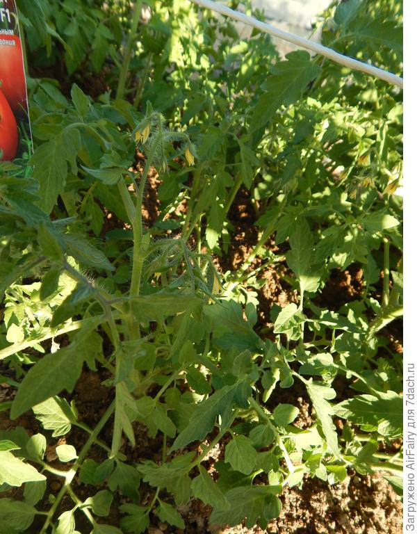 Томат "Рубинчик F1" (#168): цветение 6.07.2021