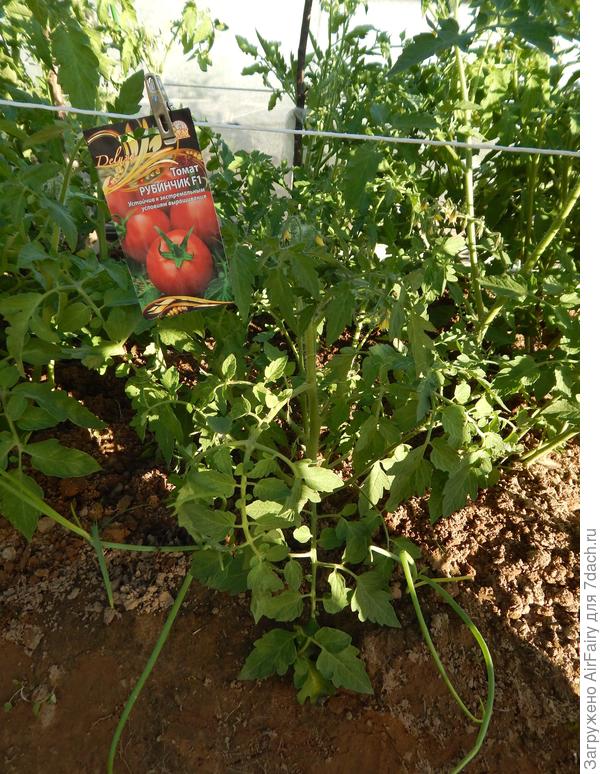 Томат "Рубинчик F1" (#168), 6.07.2021