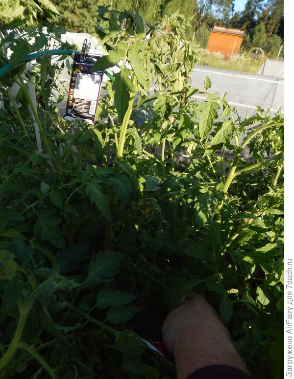 Томат "Падишах"(#154/2): цветение - 6.07.2021