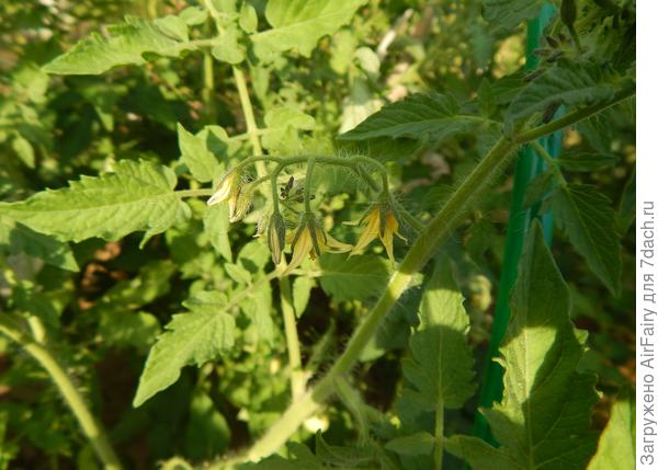 Томат "Для внучат F1" (#165/2): цветение - 19.07.2021