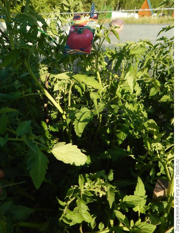 Томат "Мегадор"(#156/3), 6.07.2021