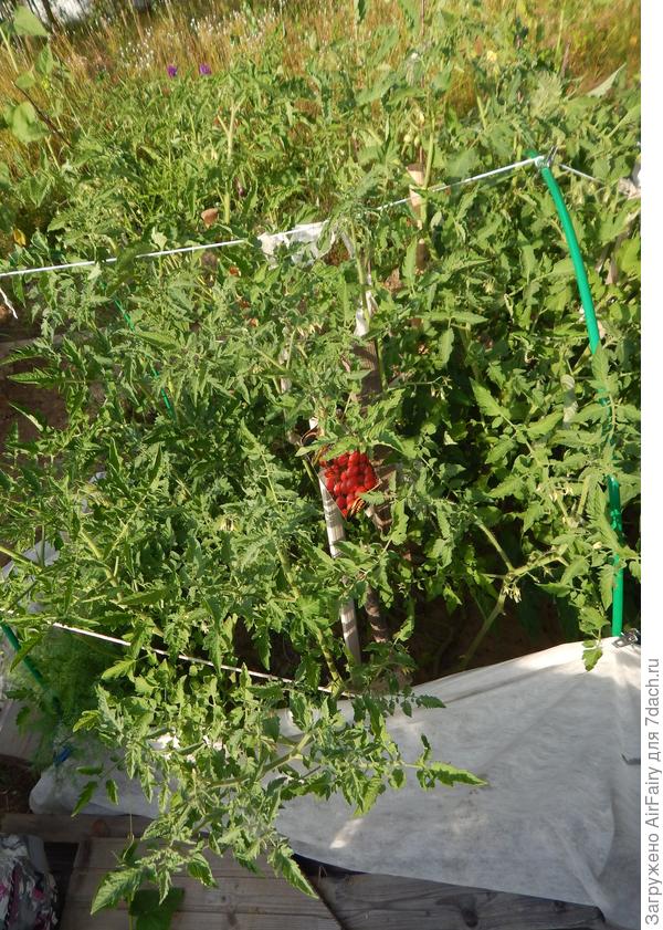 Томат "Для внучат F1" (#165/2), 19.07.2021