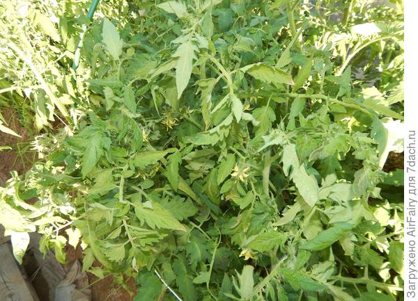 Томат "Мегадор"(#156/4), 6.07.2021