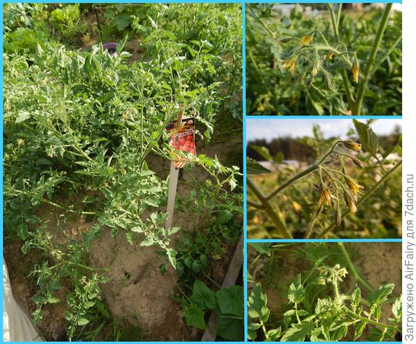 Томат "Для внучат F1" (#165/3): цветение - 15.07.2021