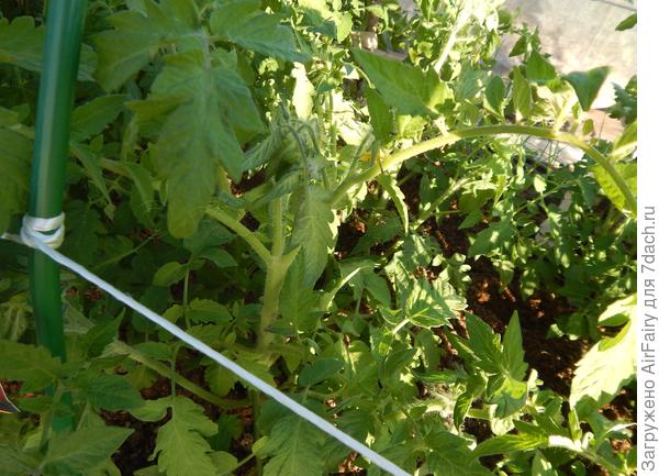 Томат "Быстренок F1" (#167/2): цветение - 06.07.2021