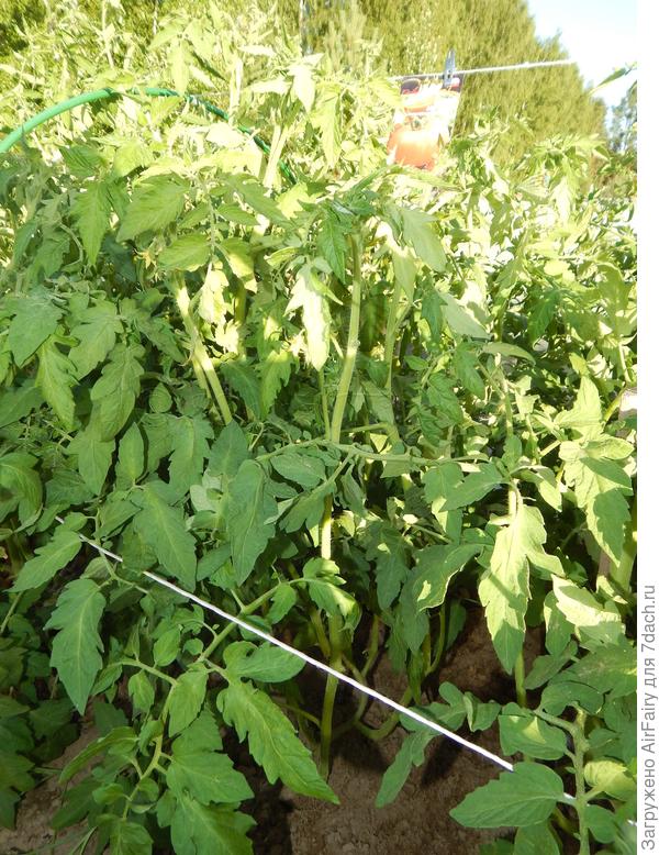 Томат "Мегадор"(#156/1): цветение - 6.07.2021