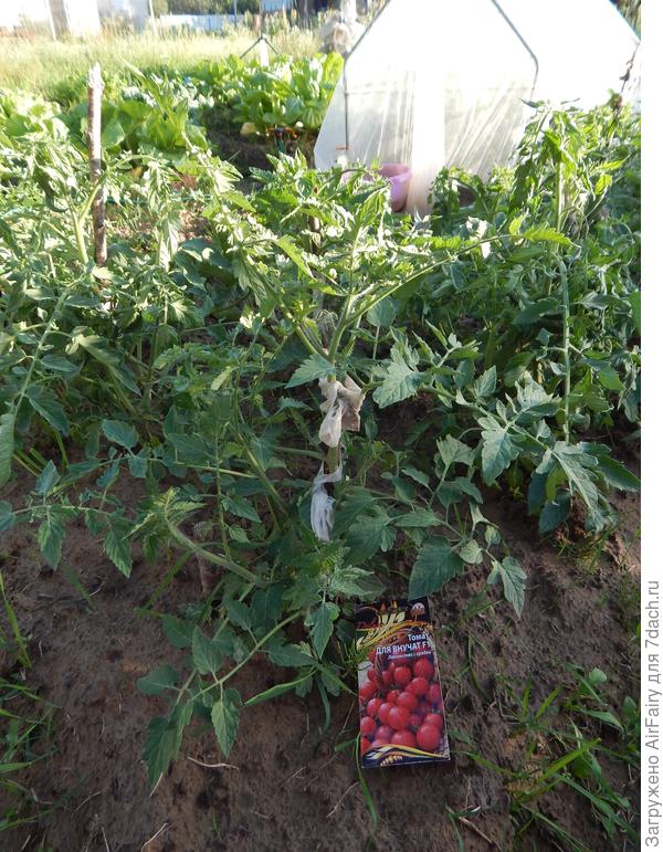 Томат "Для внучат" (#165/2) в открытом грунте, 6.07.2021