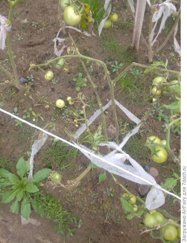 Томат "Быстренок F1" (#167/1)