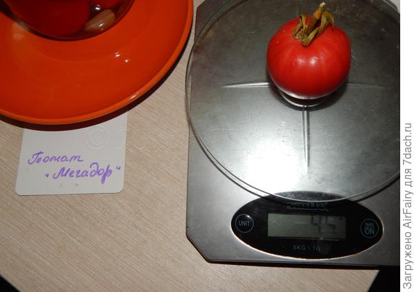 Первая помидорка "Мегадор", 45 гр.