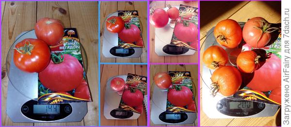 Первый урожай, 16 августа