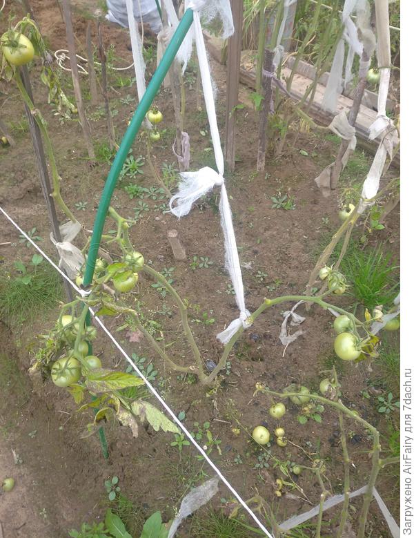 Томат "Мегадор" (#156/4)