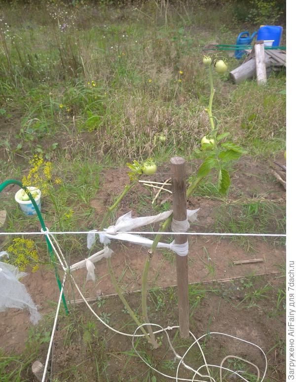 Томат "Быстренок F1" (#167/3)