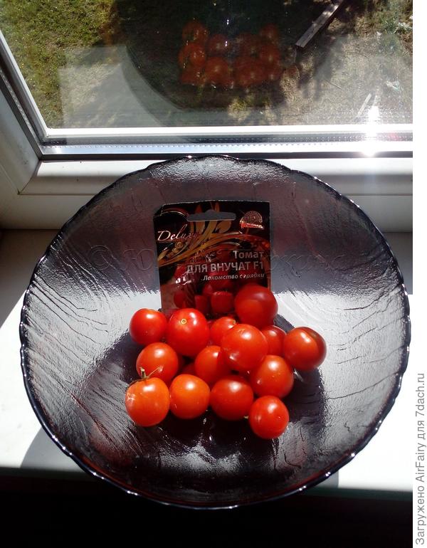 Томат "Для внучат F1", 16.08.2021