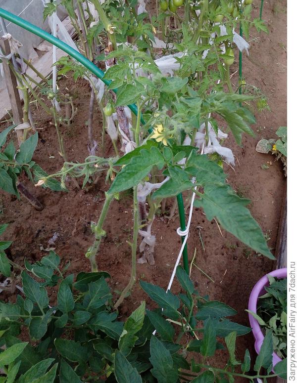 Томат "Мегадор"(#156/5): цветение - 8.08.2021