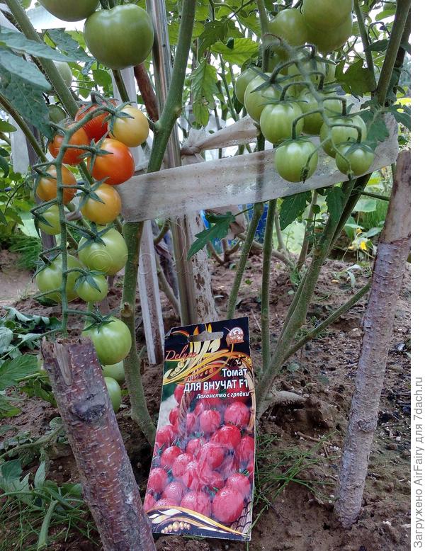 08.08.2021 достигли биологической зрелости в открытом грунте