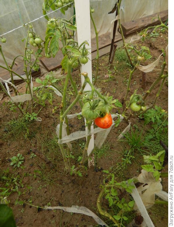 31.08.2021 достигли биологической зрелости