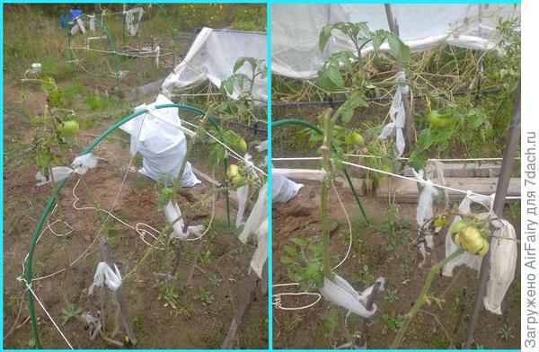 Томат "Падишах" (# 154/1 и # 154/2)