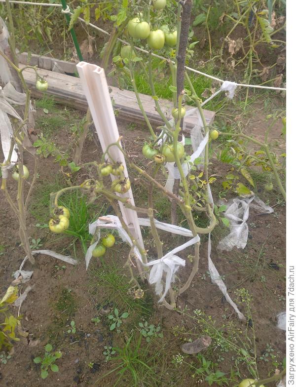 Томат "Быстренок F1" (#167/2)