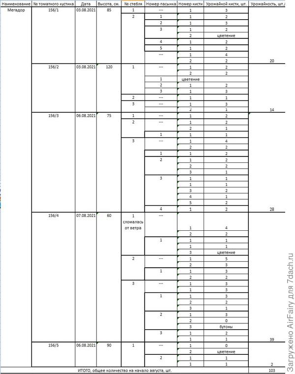 Урожайность кустов томата "Мегадор" на начало августа 2021