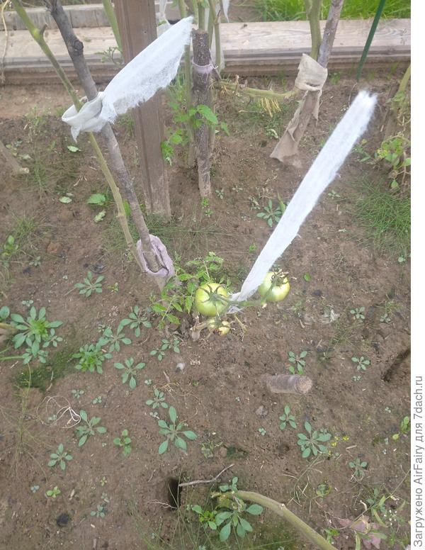 Томат "Быстренок F1" (#168)