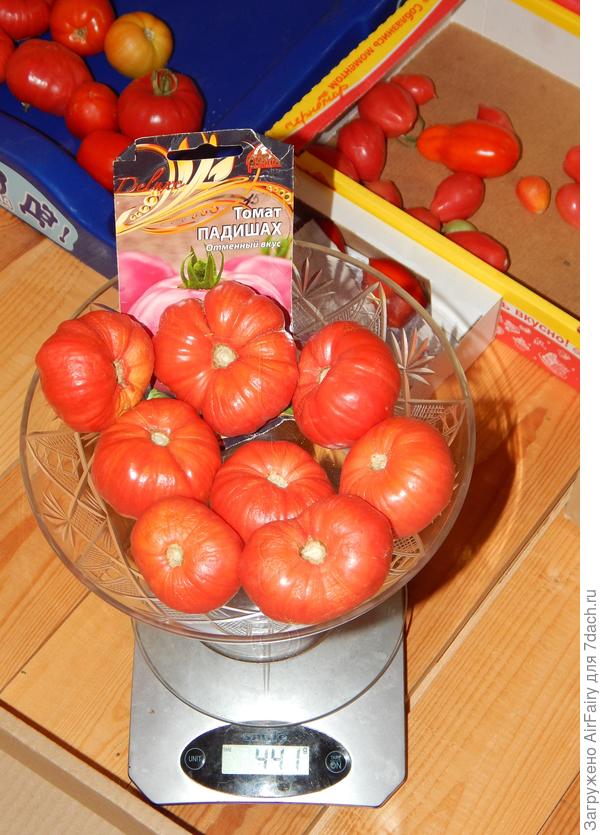 Первый урожай