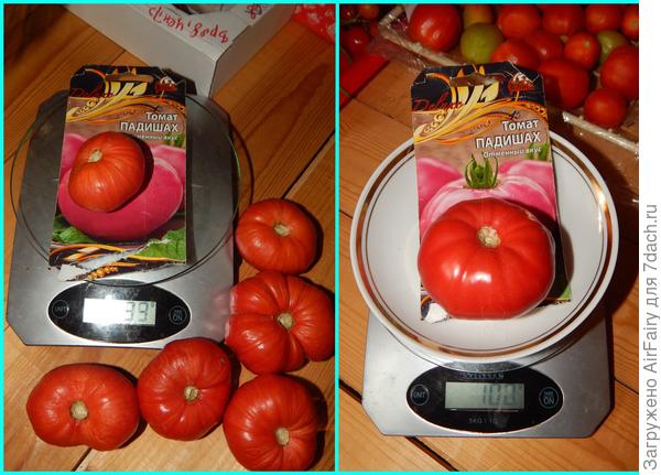 Рекордсмен