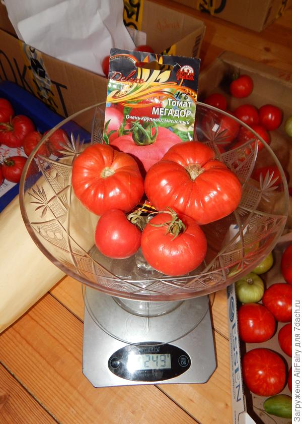 Урожай, 1.09.2021