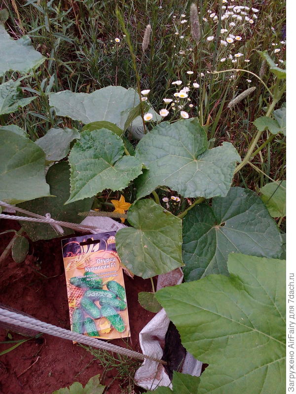 Первые завязи,