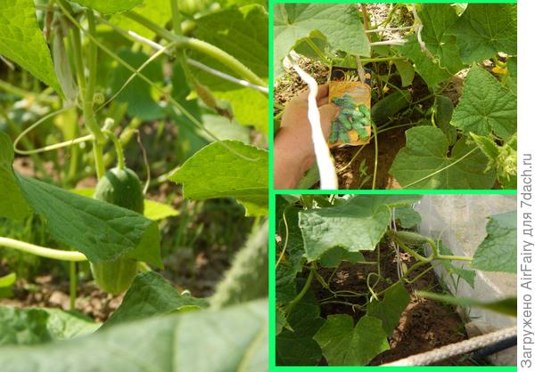 Первый урожай, 13.07.2021