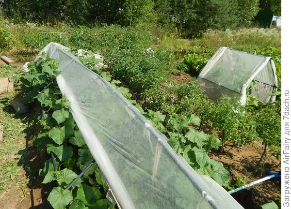 "Хрустальный дворец" в местном колорите, 13.07.2021